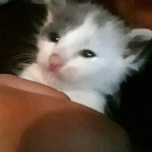 Meet your Posher, Odalys